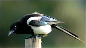 Quelle est la dure de vie maximale observe chez une pie ?