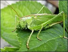 Quel est le rgime alimentaire de la pie ? La photo est peut-tre trompeuse.
