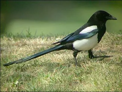 D'o vient sa rputation de voleuse ?