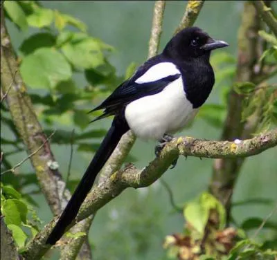 Quel moyen utilise l'homme pour s'en dbarrasser ?