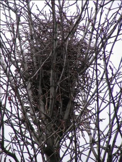La pie fait plusieurs nids,  partir de quel mois ?