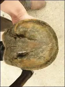 Qu'appelle-t-on la sole ?