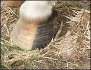 O doit-on passer la graisse pour hydrater la corne du sabot ?