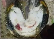 Qu'appelle-t-on une bleime ?