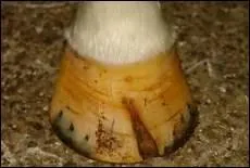 Qu'appelle-t-on une seime ?