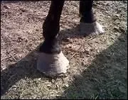 Quelle est en moyenne la croissance de la corne du sabot sur un mois ?