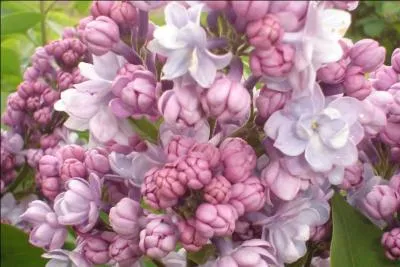 La Cte fleurie est-elle une cte franaise ?