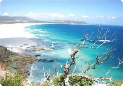 Combien d'arbres voit-on sur la photo ?