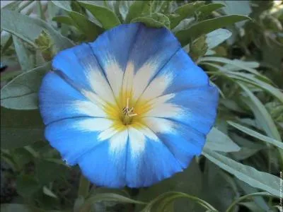 Laquelle de ces couleurs est prsente sur cette fleur ?