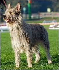 Quelle-est la race de ce chien ?