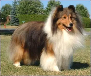 Quelle-est la race de ce chien ?