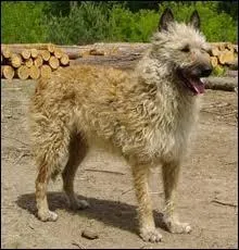 Quelle-est la race de ce chien ?