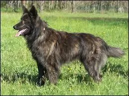 Quelle-est la race de ce chien ?