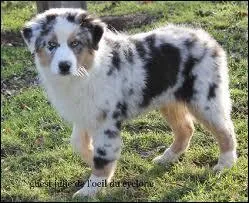 Quelle-est la race de ce chien ?