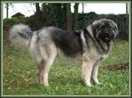 Quelle-est la race de ce chien ?