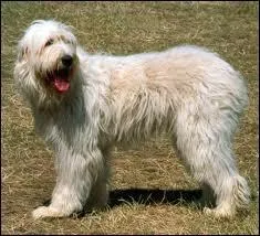 Quelle-est la race de ce chien ?