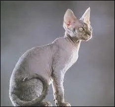 Quelle est cette race de chat ?