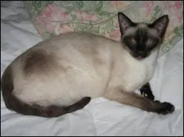 Quelle est cette race de chat ?