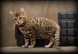 Quelle est cette race de chat ?