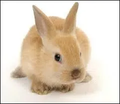 Comment Jamie a-t-il appel son lapin ?