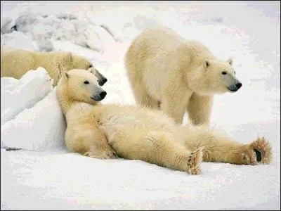 Combien y a-t-il d'ours sur l'image ?