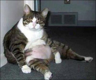 Ce chat est-il plutt gros, normal ou maigre ?