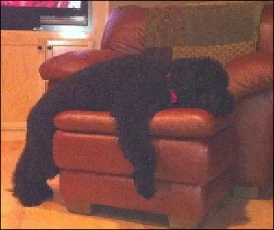 De quelle couleur est le collier du chien ?