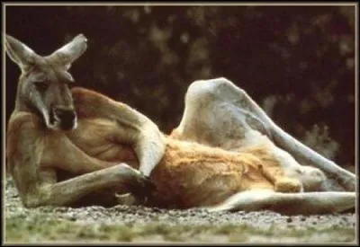 O vivent les kangourous ?