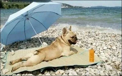 O se trouve ce chien ?