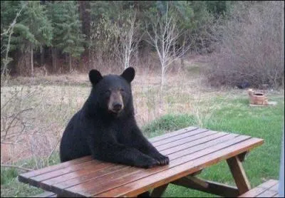 Sur quoi cet ours se repose-t-il ?