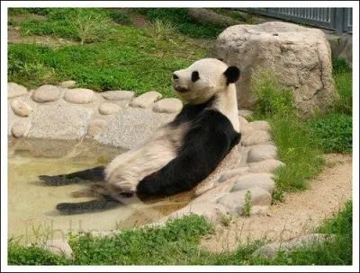 De quoi les pandas se nourrient-ils ?