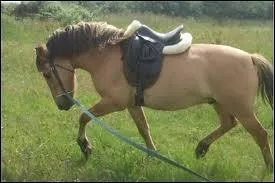 Quelle longe est accroche au mors ?