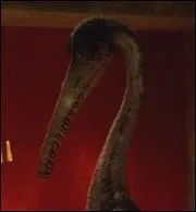 Comment se nomme cet oiseau ?