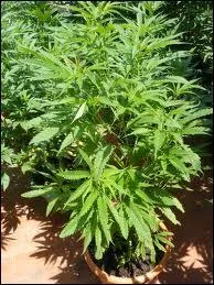 Certains affirment que celui qui allait devenir un clbre personnage des Etats-Unis en 1789 faisait, quelque 24 ans plus tt, pousser du chanvre dans son jardin,  priori pour la fibre. De qui s'agit-il ?