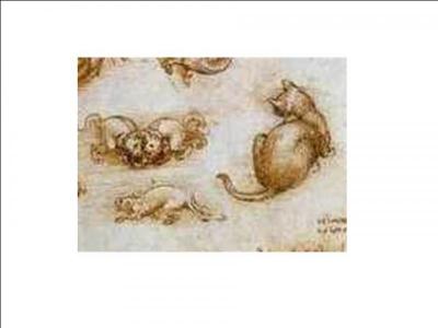 Quel artiste et savant de la Renaissance a peint ce détail de 'études de chats, de dragons et d'autres animaux' ?