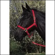 Comment appelle-t-on la partie du licol autour du museau du cheval ?