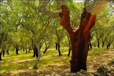 Le Portugal est un grand producteur de lige, mais quel pourcentage de la production mondiale de ce matriau ce pays produit-il ?