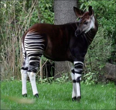 Quand fut dcouvert l'okapi ?