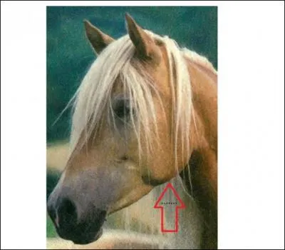 Quel est le nom de cette partie de la tte ?