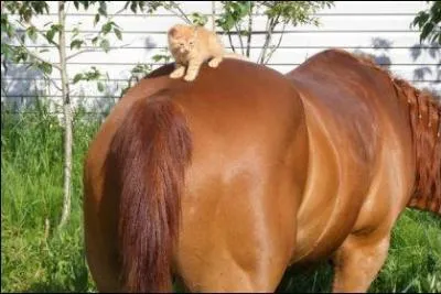 Sur quel partie du cheval le chat est-il allong ?
