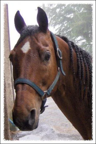 Quel sont les 5 parties sur lesquelles passent le licol ? (muserole, montant, ttire, sous gorge... )