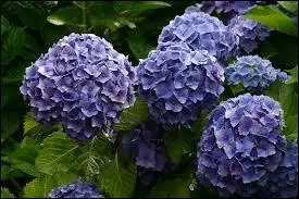 L'hortensia rose est obtenu par une variet d'hortensia bleus cultivs sur sol acide :
