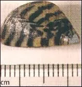 Quel est ce petit coquillage vivant en eau douce ?