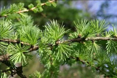 Quel est ce rsineux qui perd ses aiguillons en automne et en hiver ?