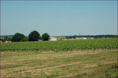 A partir de quel cpage est produit le gros-plant du pays nantais, vin qui se marie bien avec les fruits de mer ?