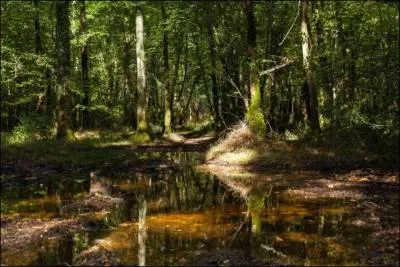 Quelle est cette fort qui serait un vestige de la fort de Brocliande, o vous pourrez admirer de superbes chnes et htres ainsi tomber nez  nez avec de jeunes chevreuil o des sangliers ?