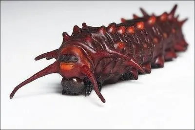 Agrume des pays chauds !