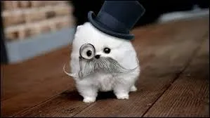 Chien moustachu  monocle, je vous tire mon chapeau ! Quel clbre moustachu a perdu un concours de sosie de lui-mme ?