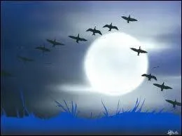 Quels oiseaux emmnent Nils Hollgersson dans leur merveilleux voyage ?