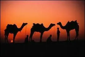 Ce qu'il y a dans la tte du chameau, n'est pas dans la tte ... ... ... ...   prov. algrien. Quel est le mot de la fin ?